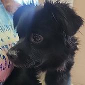 Roxie